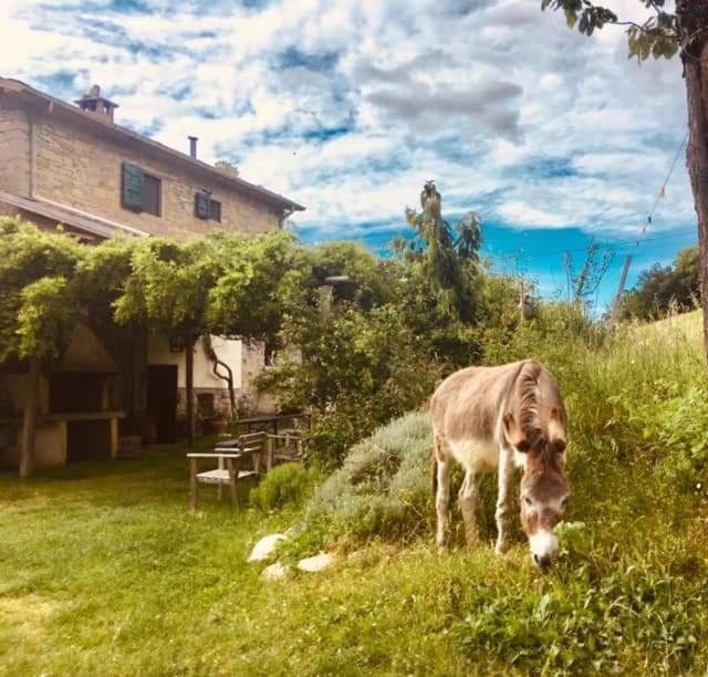 B&B Luna E Stelle Premilcuore Exteriér fotografie